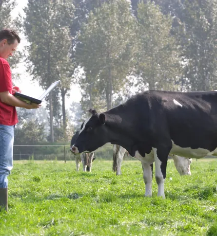 cows and man