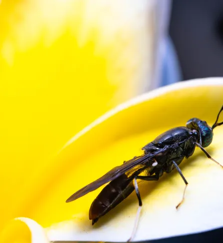 insect