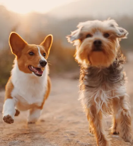 dogs 
