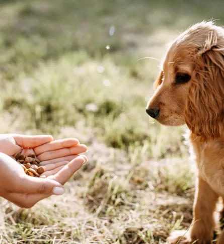 pet in Turkey