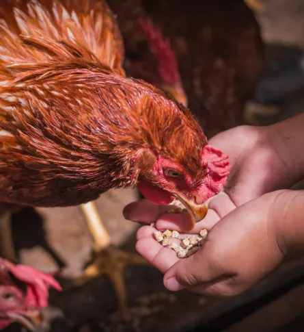 chicken