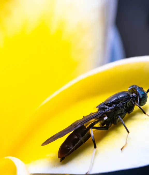Unlocking the Potential: Insects as Key Players in Future Food and Feed ...